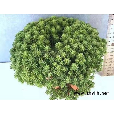 大慶中華景天綠化苗-中華景天綠化苗價格-韻可園林(誠信商家)
