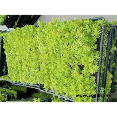 金葉佛甲草銷售價-金葉佛甲草-韻可園林
