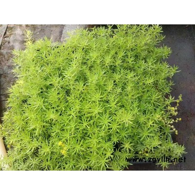 金葉佛甲草-金葉佛甲草產地-韻可園林(誠信商家)