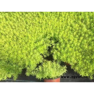 韻可園林(圖)-金葉佛甲草報價-棗莊金葉佛甲草