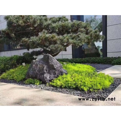 金葉佛甲草基地-韻可園林(在線咨詢)-湖北金葉佛甲草