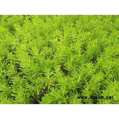 金葉佛甲草-金葉佛甲草報價-韻可園林(誠信商家)