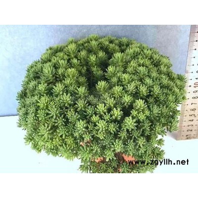 中華景天種植基地電話-韻可園林(在線咨詢)-江蘇中華景天