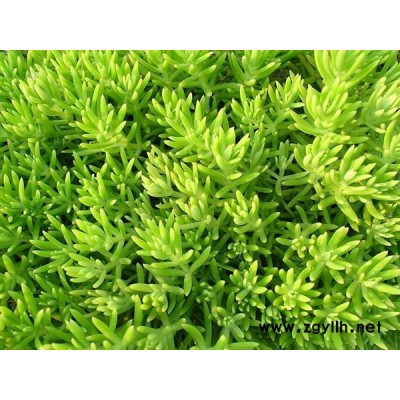 重慶金葉佛甲草-韻可園林綠化-金葉佛甲草種植基地