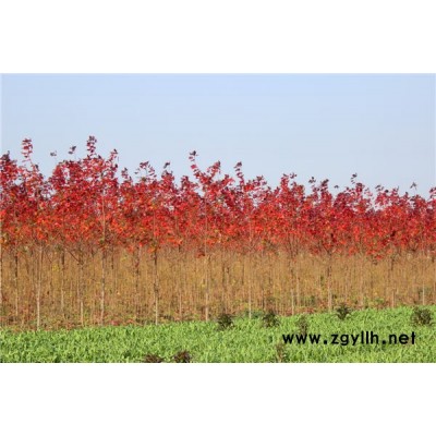 泰安韻可園林(圖)-紅點紅楓小苗-新鄉紅點紅楓