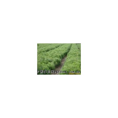 供應油松20cm小苗