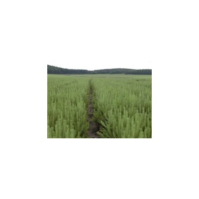 供應(yīng)油松營(yíng)養(yǎng)缽苗