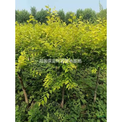 金葉榆3-4公分金葉榆出圃中