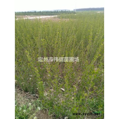 白皮松基地 河北白皮松產地 保定白皮松市場報價 定州白皮松批發