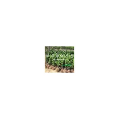 金葉榆批發(fā) 4-5公分矮桿金葉榆價(jià)格