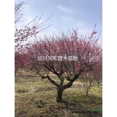 浙江紹興嵊州供應羽毛楓 精品羽毛