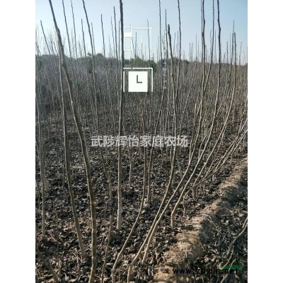 10公分精品大葉女貞，干直冠圓