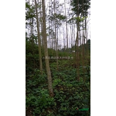 馬褂木，臭椿