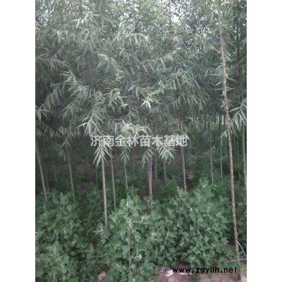 供應5-6公分青皮垂柳