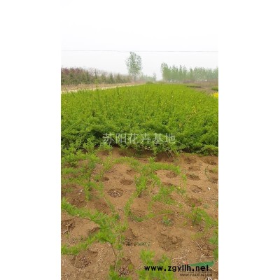 江蘇沭陽荷花價格優惠/江蘇荷花哪里便宜