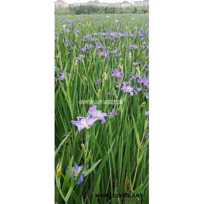 垂絲海棠大量供應(yīng)