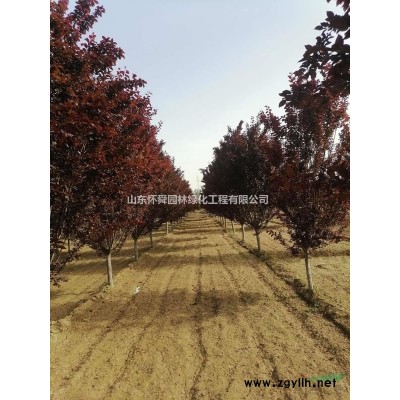 大規格精品絢麗海棠 小規格精品絢麗海棠 絢麗海棠價格便宜