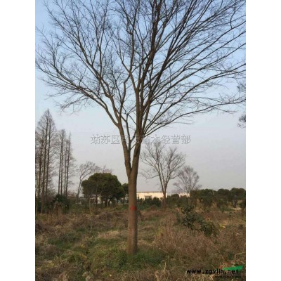 精品樸樹30公分_50公分的，分支點2米3_2米5
