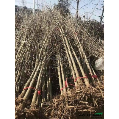 紅冠紅楓小苗價格，邳州市優質紅冠紅楓基地，今年哪里的紅冠紅楓