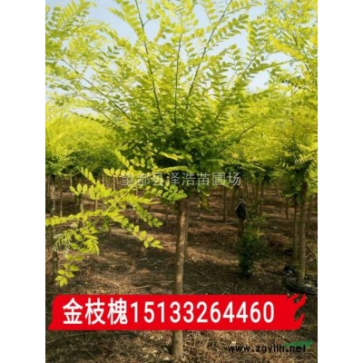 絲棉木桃葉衛(wèi)矛華北衛(wèi)矛報價河北保定正宗絲棉木價格預(yù)測行情走勢