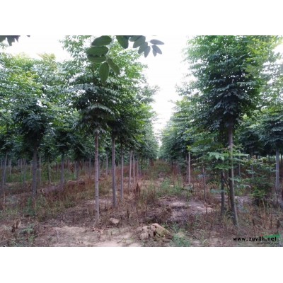 騰地處理國槐50畝