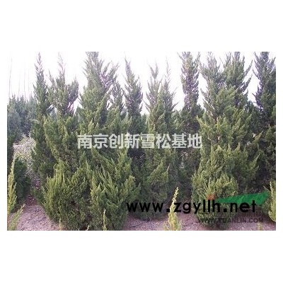 江蘇水杉8～12公分價格便抄底返利