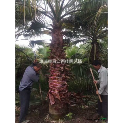 胡椒木出售行情報(bào)價(jià)/胡椒木出售圖片展示