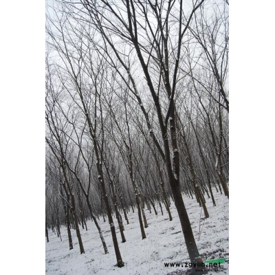 江蘇三角楓6介紹