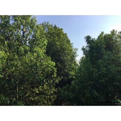 四川樂(lè)山香樟樹(shù)價(jià)格/10公分香樟報(bào)價(jià)/12公分香樟行情