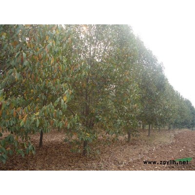 河南供應山茱萸 山茱萸價格 山茱萸基地規格*
