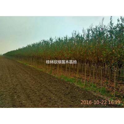 桂林地區(qū)大量供應(yīng)各種規(guī)格三季紅楓