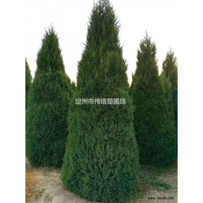 天目瓊花報價 天目瓊花產地 天目瓊花小苗 大顆天目瓊花 河北天目瓊花
