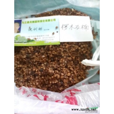 剛竹