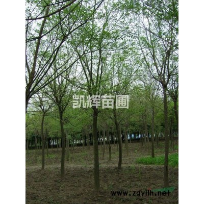保定博野：梓樹(shù)