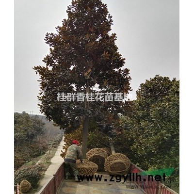 大量批發桂花苗木2-5年桂花小苗