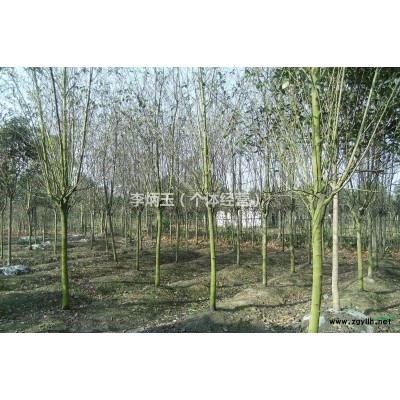 16杯紅葉石楠1元一株、50高紅葉石楠什么價格、成都低價處理紅葉石楠