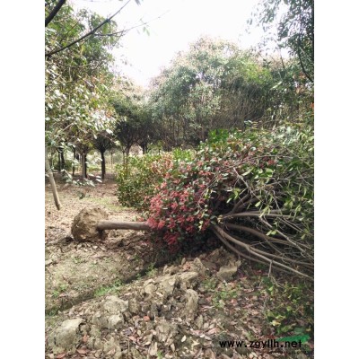 3-6公分樹狀月季，樹狀月季價格圖片，江蘇樹狀月季基地