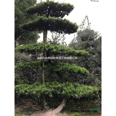 大量供應(yīng)1.5以上天竺桂籠子