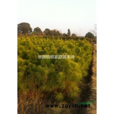 木荷小苗哪很多、江西2公分木荷、3公分木荷價格、一米高木荷