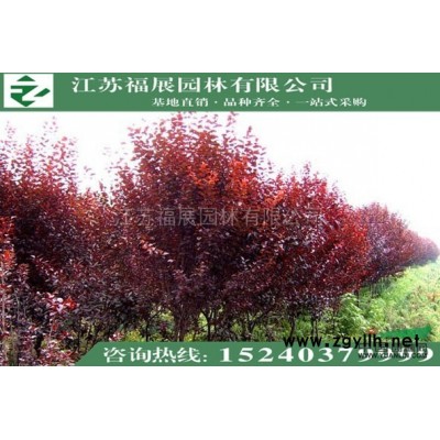 青剛淡竹4圖片\青剛淡竹4報價