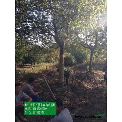 浙江紅梅16