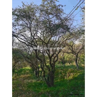 現(xiàn)貨優(yōu)惠圖片/16-20公分叢生暴馬丁香  河北承德暴馬丁香基地直供  叢生暴馬丁香現(xiàn)貨優(yōu)惠報價