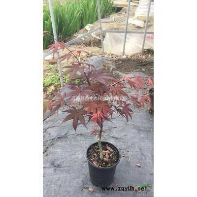 矮紫薇艷貴妃基地/江蘇新品種矮紫薇艷貴妃價格