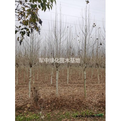 火棘工程用苗！火棘價格、火棘行情、火棘圖片