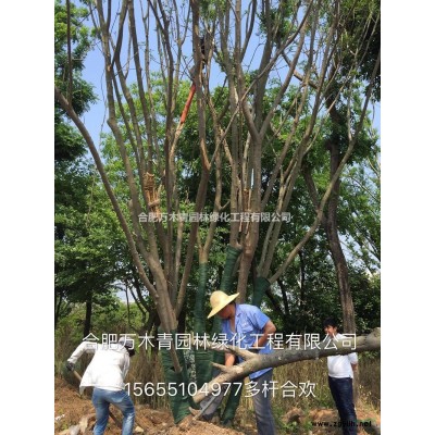 樸樹15-50供應(yīng)質(zhì)優(yōu)價(jià)廉