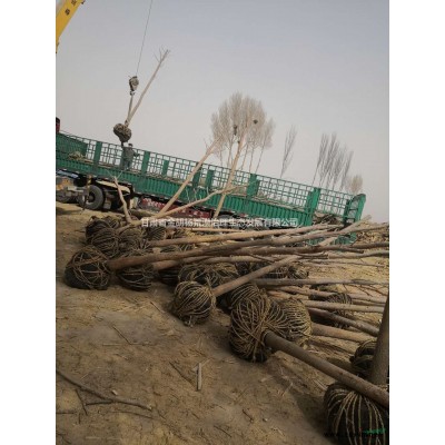 大量?jī)?yōu)質(zhì)胡楊樹(shù)苗出售價(jià)格多少錢(qián)哪里有賣(mài)的