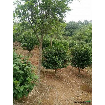 紅葉石楠產(chǎn)地直銷紅葉石楠小苗報(bào)價(jià)，紅葉石楠*新價(jià)格
