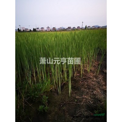 精品金絲桃盆栽