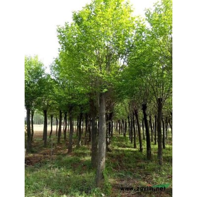 南陽地區出售各種規格樹樁月季