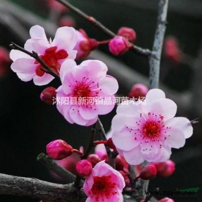 黃金竹苗批發(fā) 黃金竹價(jià)格 碧玉間黃金竹價(jià)格及種植介紹